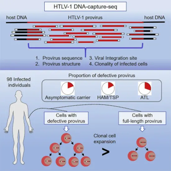 HTLV Virus : A Lesser Known Retroviral Disease